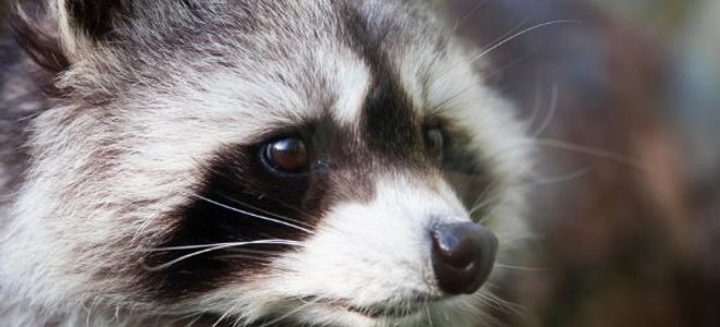 raccoon