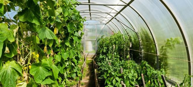 Un invernadero con plantas en su interior.