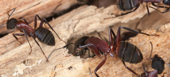 Ants on wood.