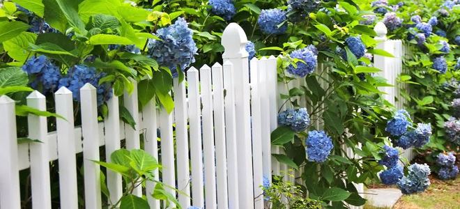 A white picket fence with blue hydrangeas around it.
