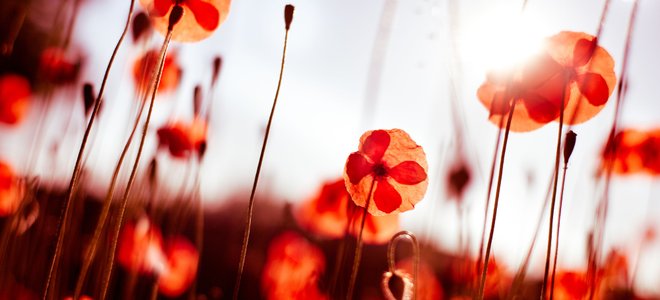 Poppies in a field.