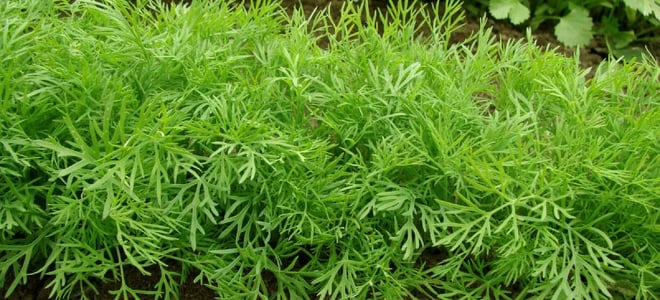 growing dill plant