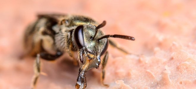 How To Eliminate Sweat Bees 3093