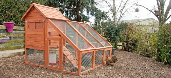 A backyard chicken coop