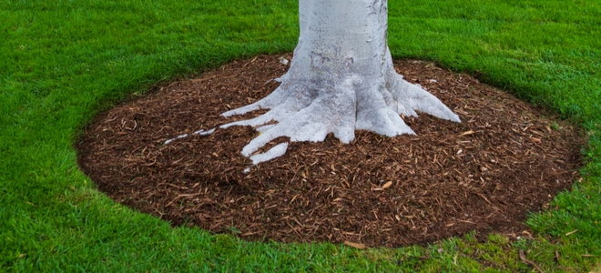 3 Ideas For Landscaping Around Trees, Mulch Around Trees Ideas