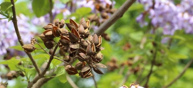 Dicen que el mejor momento para plantar un árbol fue ayer, lo que significa que el segundo mejor