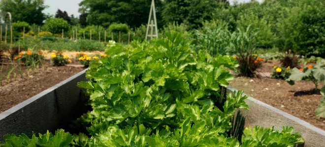 A raised bed garden.