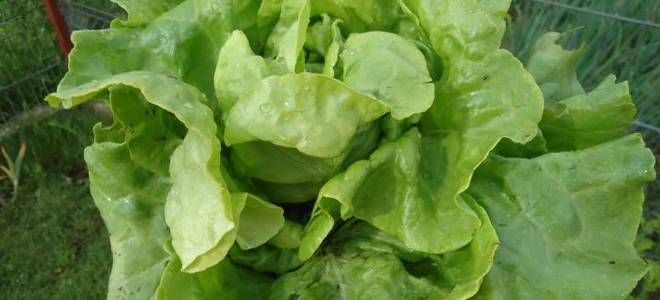 Lettuce growing in a garden.