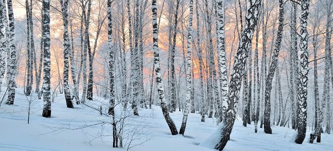A forest of birch trees. 