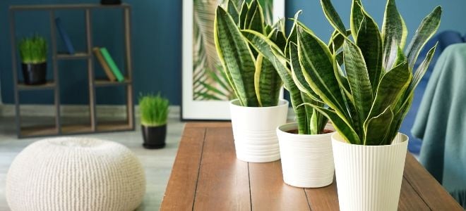 10 Cheap and Beautiful Indoor Plants | DoItYourself.com