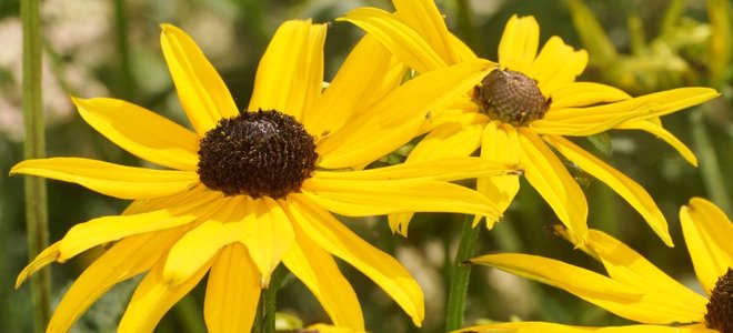 A close look at a few flowering black-eyed Susans.