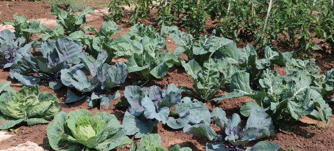 A vegetable garden with lettuce in rows. 