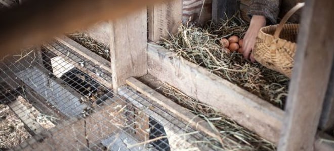 How to Build a Chicken Nesting Box