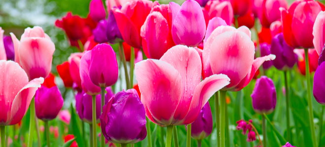 How to Harvest Tulip Bulbs For Next Season Planting | DoItYourself.com
