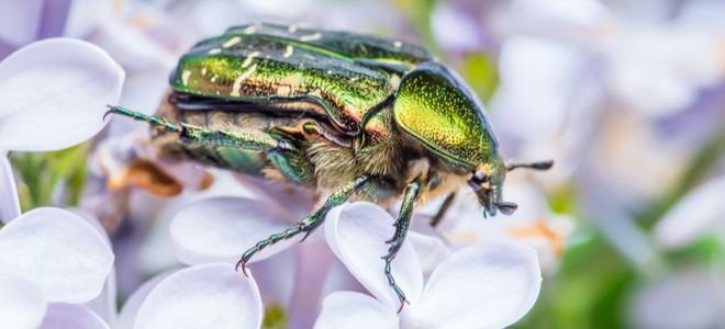 How to Handle June Bugs | DoItYourself.com