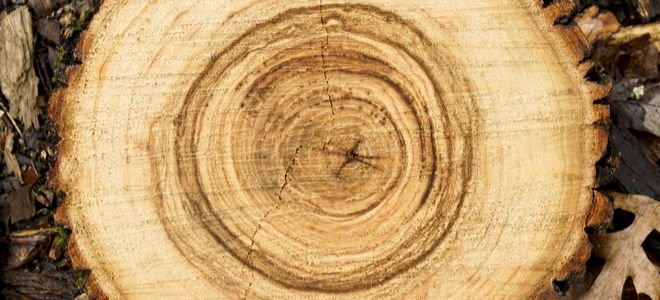 Tree stump from above