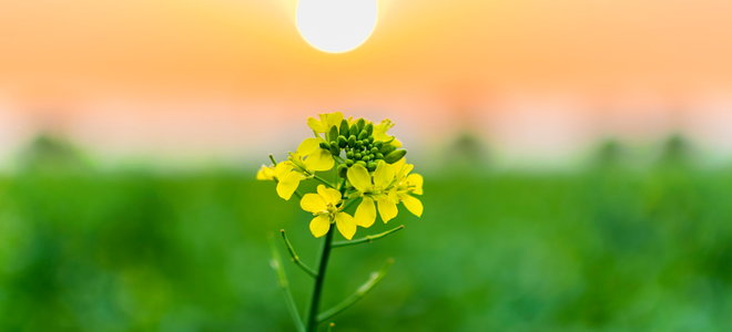 A mustard plant with a sun setting in the distance. 