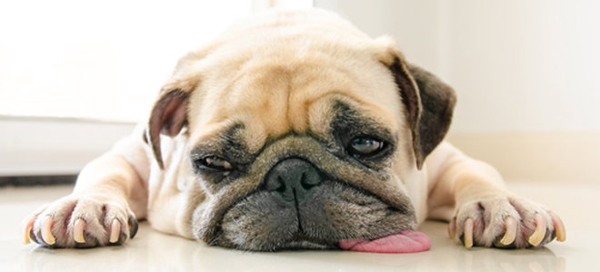 pug with tongue on the ground