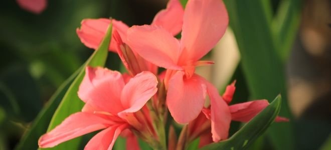 pink canna lily