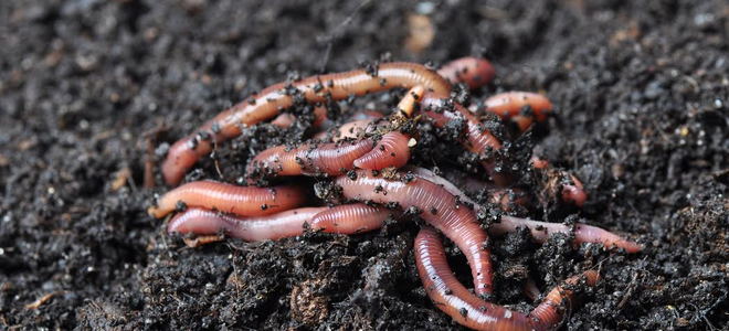 Worms in compost. 