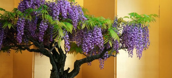 Wisteria: How to Plant, Grow, and Care for Wisteria Vines