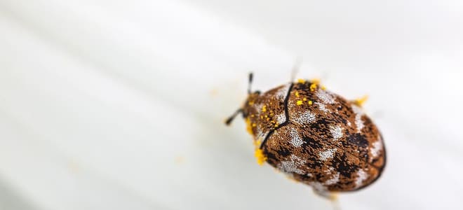 A carpet beetle against a white background. 