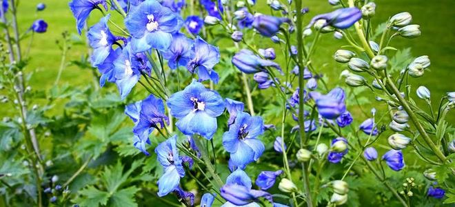 delphinium