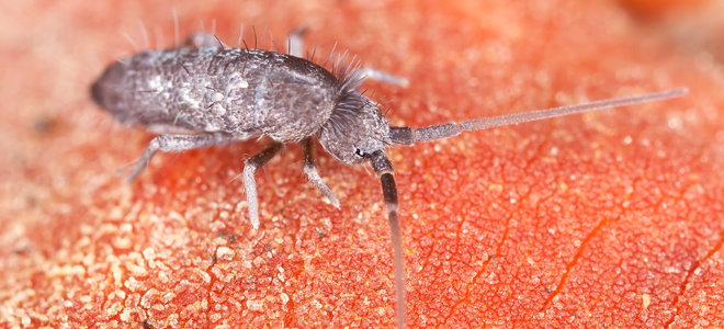 How To Get Rid Of Springtails In Houseplants