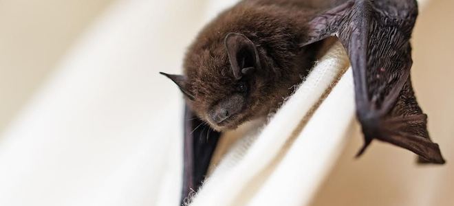 A bat.