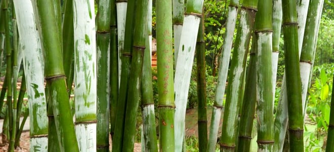 A close-up image of bamboo stalks. 