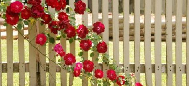 A pink climbing rose on a white fence.