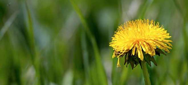 A dandelion in grass. 