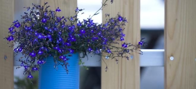 Blue flowers in a blue tin can hanging on a fence.