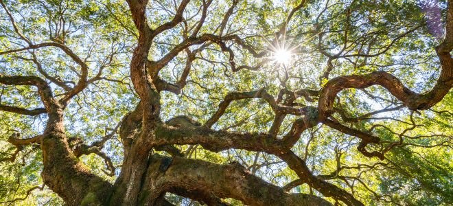 How to Plant a Black Cherry Tree Farm | DoItYourself.com