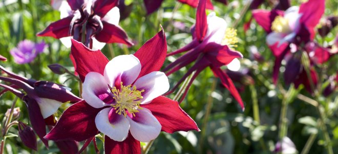 A garden with columbines.