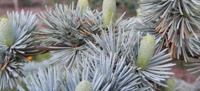 branch of a cedar tree