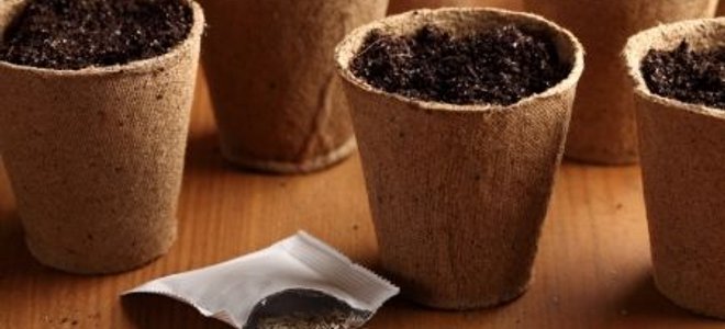 How to Grow Lettuce Indoors