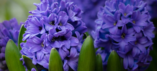 deep purple hyacinth on the plant