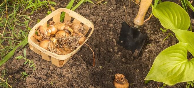 Bulbs being planted in a garden. 