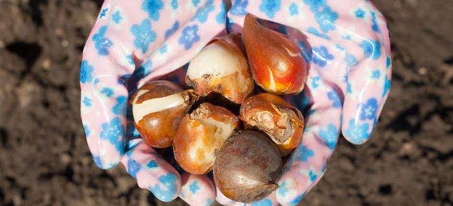 A pair of gloved hands holding flower bulbs. 