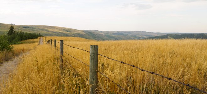 A barbed wire fence.