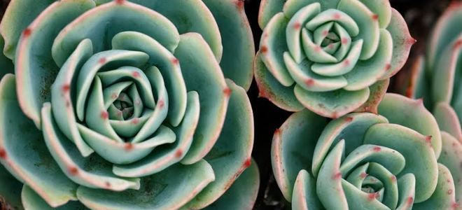 Sempurvium succulents.