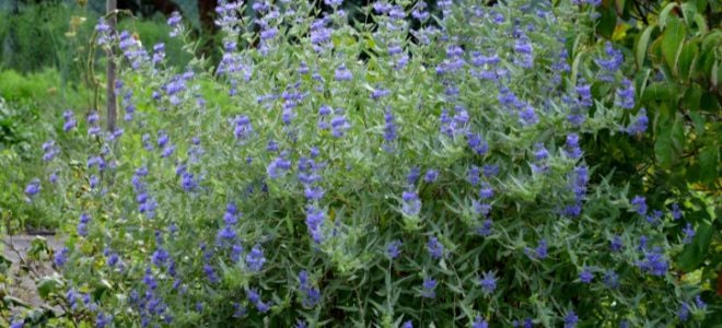 blue mist flower bush