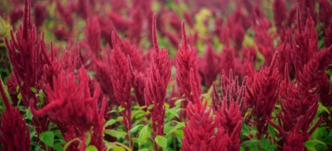 thick red flower stocks of amaranthus