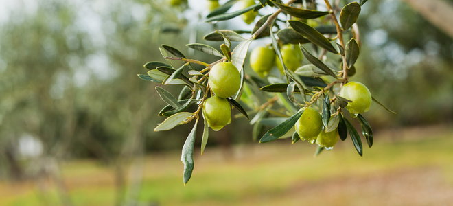 olive tree branch with olives