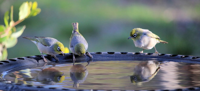 three pretty birds drinking water at a birdbath