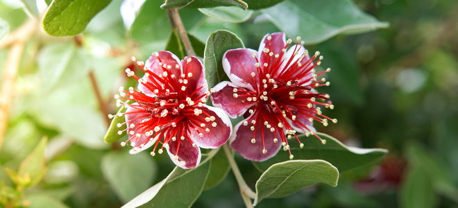 pineapple guava tree with big bright flowers
