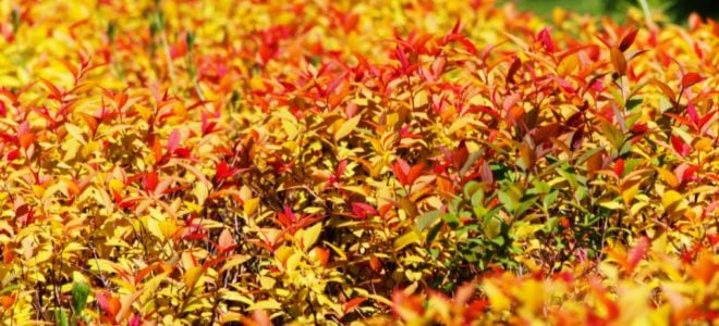 goldflame bush with yellow and orange leaves