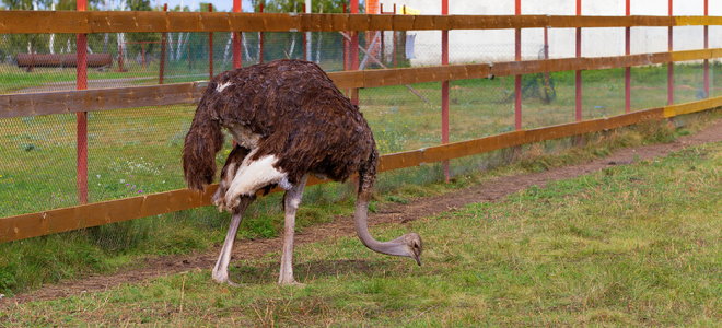ostrich eating grass on a farm