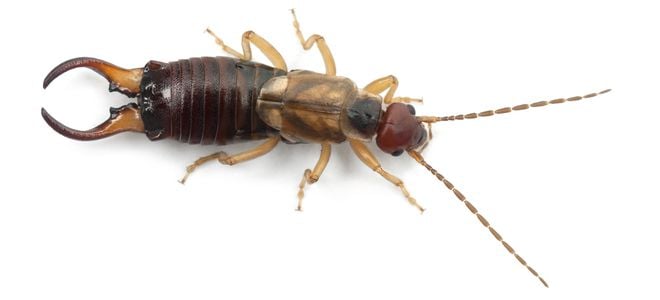 A close up view of an earwig from the top